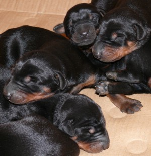 Cachorros a los 4 dias.