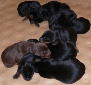 Cachorros a los 8 dias.