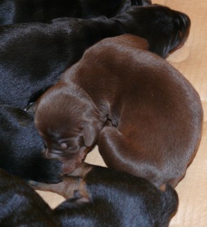 Cachorros a los 8 dias.