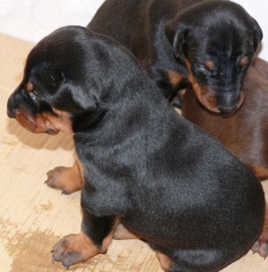Cachorros a los 20 dias.