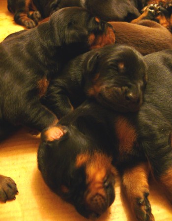 Cachorros a las 2 semanas