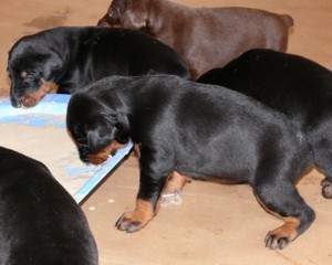 Cachorros a los 23 dias