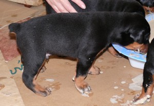Cachorros a los 23 dias