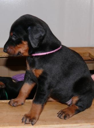 Cachorros Camada L a las 4 semanas