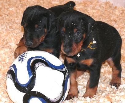 Cachorros Camada L a las 5 semanas