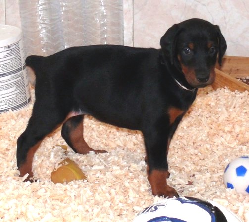 Rhayader Lana a las 5 semanas de edad