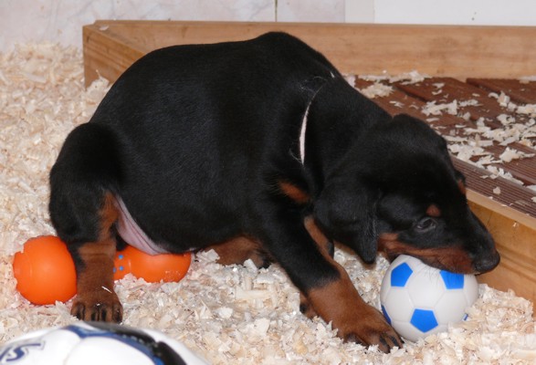 Rhayader Lana a las 5 semanas de edad