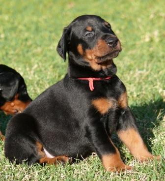 Cachorro Camada L a las 5 semanas