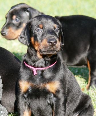 Cachorro Camada L a las 5 semanas