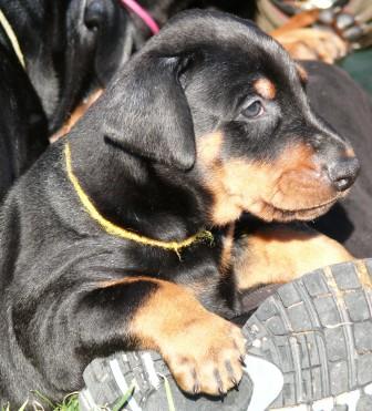 Cachorro Camada L a las 5 semanas