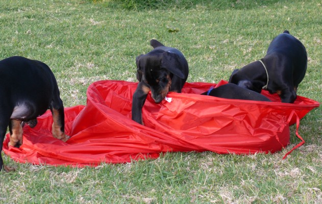 Cachorros Camada L a las 7 semanas