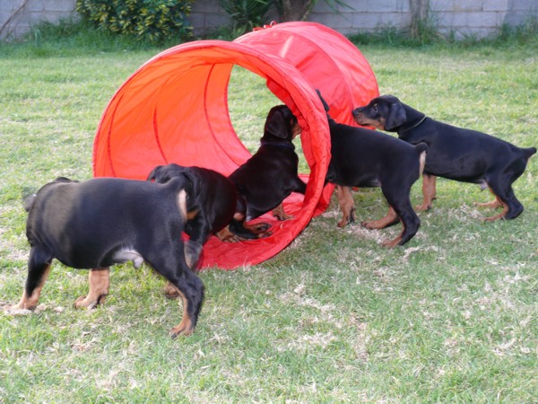 Cachorros Camada L a las 7 semanas