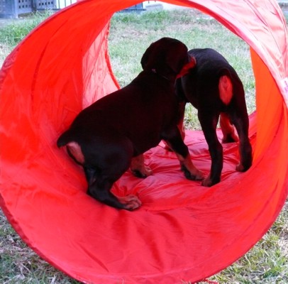 Cachorros Camada L a las 7 semanas