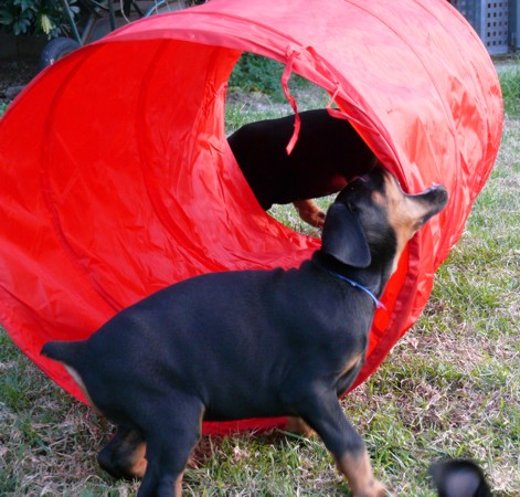 Cachorros Camada L a las 7 semanas