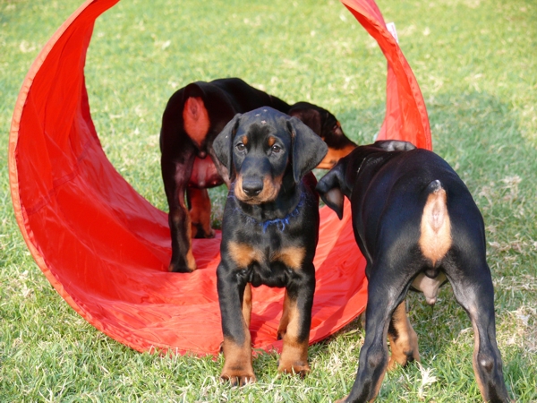 Cachorros Camada L a las 7 semanas
