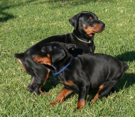 Cachorros Camada L a las 7 semanas
