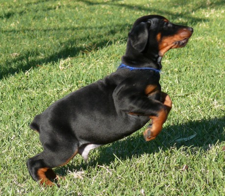Rhayader Lenny a las 7 semanas