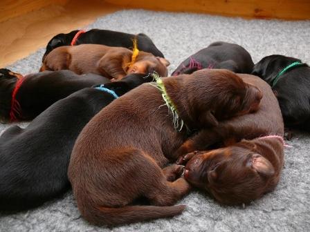 Cachorros camada M con 1 semana de edad