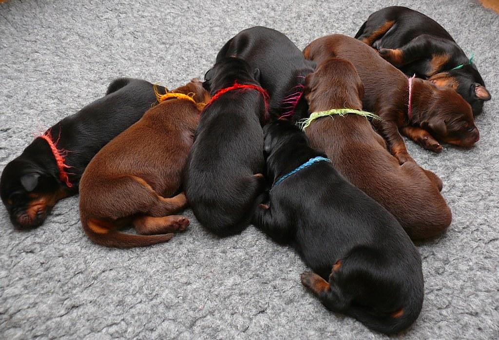 Cachorros camada M con 1 semana de edad