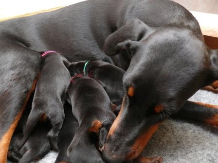 Cachorros camada M con 1 semana de edad