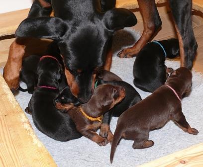 Cachorros camada M con 2 semanas de edad