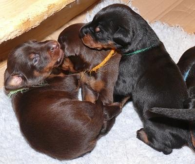 Cachorros camada M con 2 semanas de edad