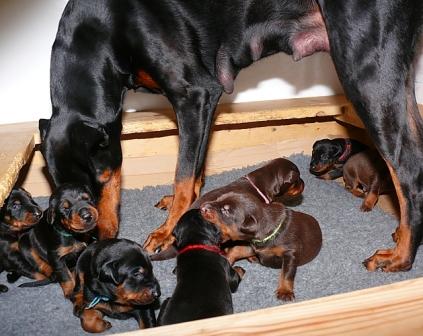 Cachorros camada M con 2 semanas de edad