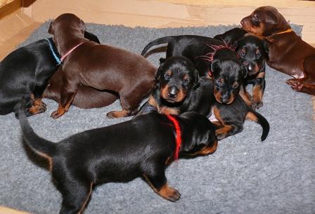 Cachorros camada M con 2 semanas de edad