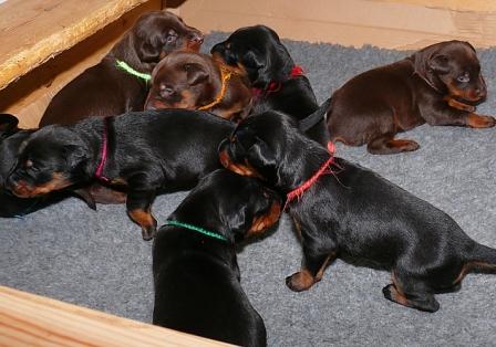 Cachorros camada M con 2 semanas de edad