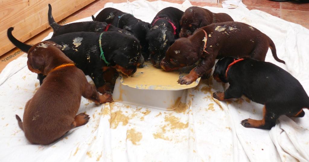 Cachorros camada M con 3 semanas de edad