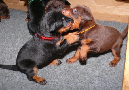 Cachorros camada M con 3 semanas de edad