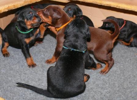Cachorros camada M con 3 semanas de edad