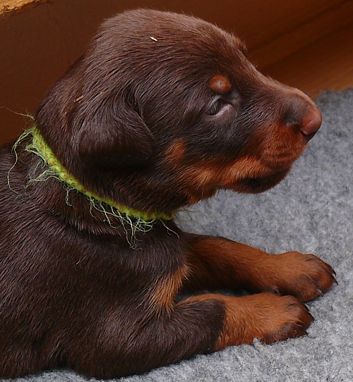 Cachorros camada M con 3 semanas de edad