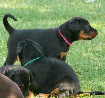Cachorros camada M con 4 semanas de edad