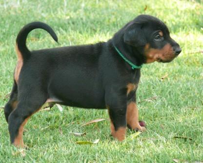 Cachorros camada M con 4 semanas de edad