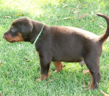 Cachorros camada M con 4 semanas de edad