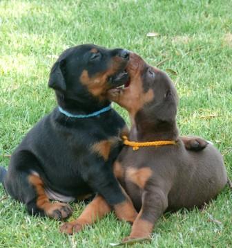 Cachorros camada M con 4 semanas de edad