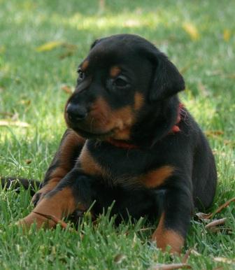 Cachorros camada M con 4 semanas de edad