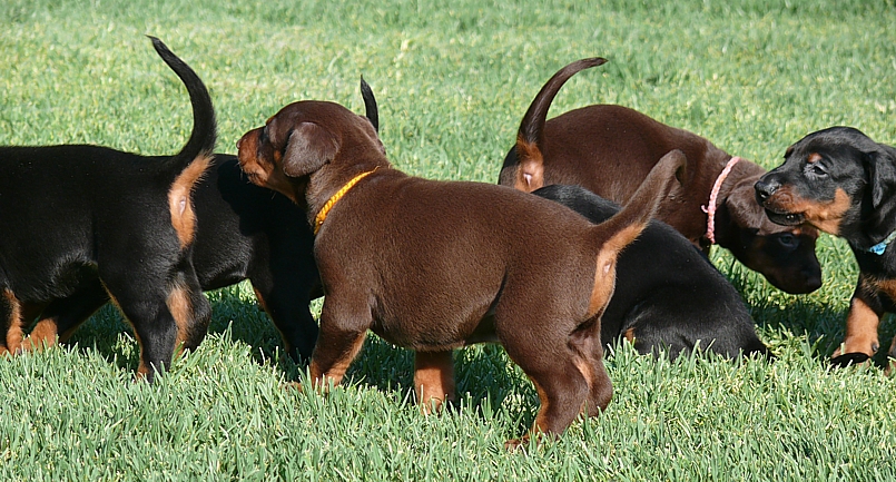 Cachorros camada M con 4 semanas de edad