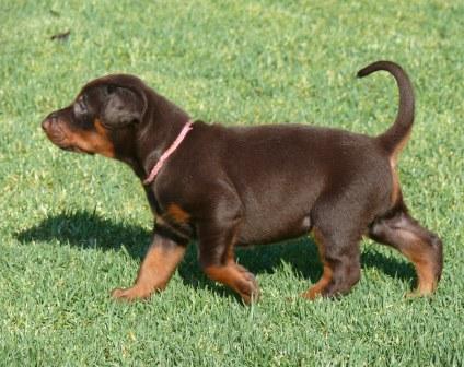 Cachorros camada M con 4 semanas de edad