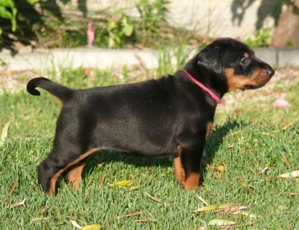 Cachorros camada M con 4 semanas de edad