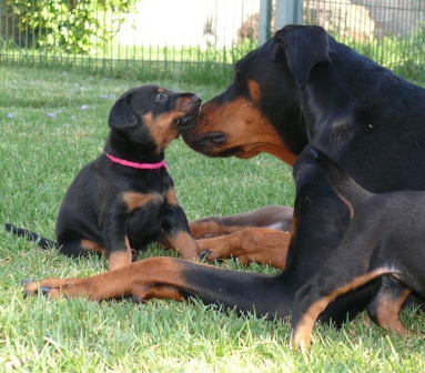 Cachorros camada M con 4 semanas de edad