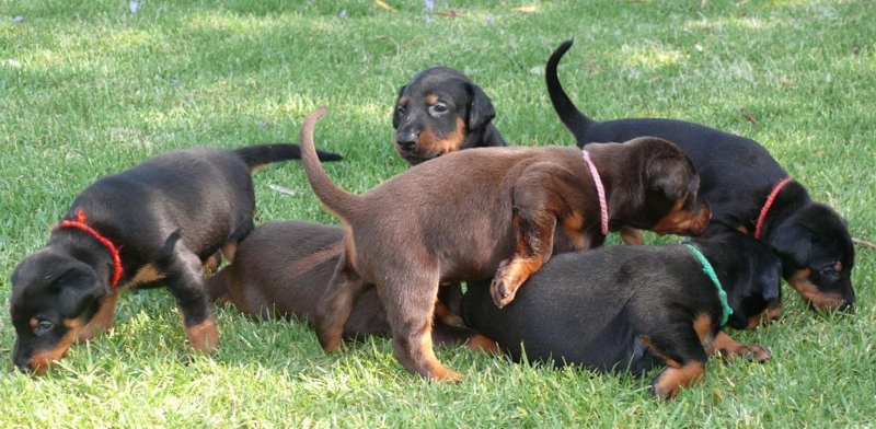 Cachorros camada M con 4 semanas de edad