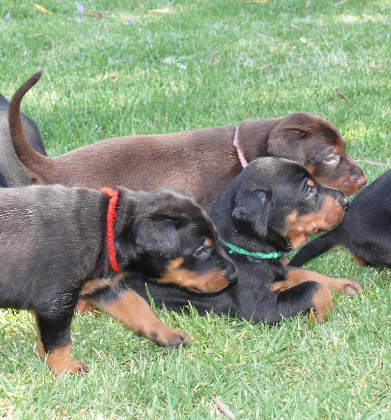 Cachorros camada M con 4 semanas de edad