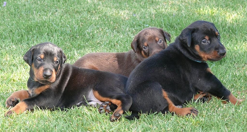 Cachorros camada M con 4 semanas de edad