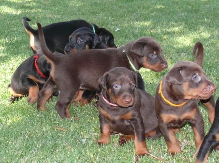 Cachorros camada M con 4 semanas de edad