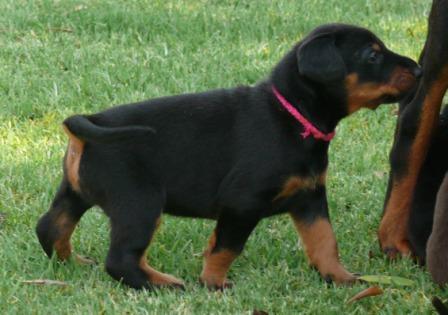 Cachorros camada M con 4 semanas de edad