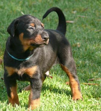 Cachorros camada M con 4 semanas de edad