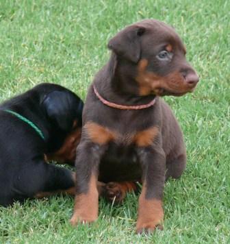 Cachorros camada M con 5 semanas de edad
