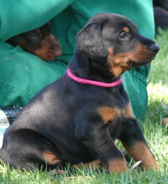 Cachorros camada M con 5 semanas de edad